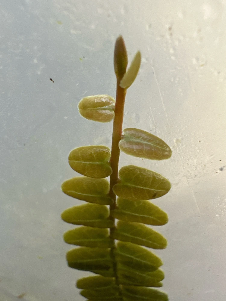 Marcgravia sp. Mendez Live Plant Cuttings - Rare Shingling Tropical Vine - Image 2