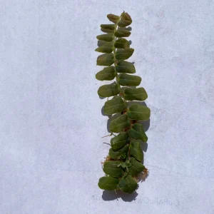 Marcgravia sp. Mendez Live Plant Cuttings - Rare Shingling Tropical Vine - Image 3