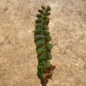 Marcgravia sp. Mendez Live Plant Cuttings - Rare Shingling Tropical Vine - Image 4