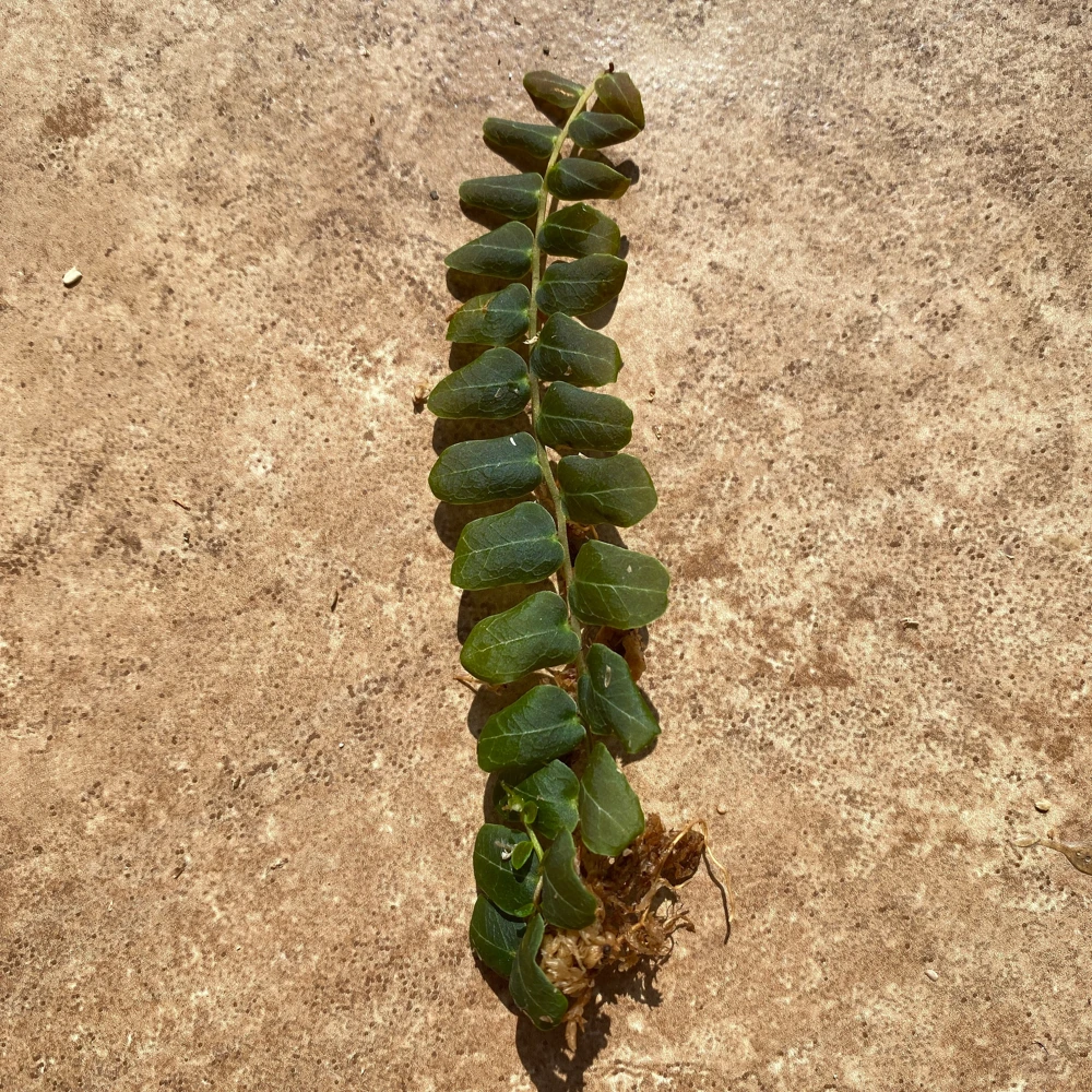 Marcgravia sp. Mendez Live Plant Cuttings - Rare Shingling Tropical Vine - Image 4