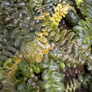 Marcgravia sp. Mendez Live Plant Cuttings - Rare Shingling Tropical Vine - Image 5