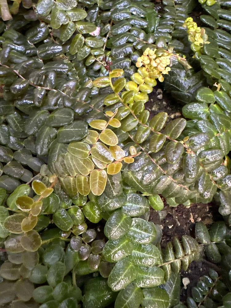 Marcgravia sp. Mendez Live Plant Cuttings - Rare Shingling Tropical Vine - Image 5