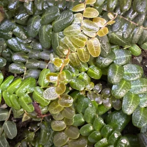 Marcgravia sp. Mendez Live Plant Cuttings - Rare Shingling Tropical Vine - Image 6