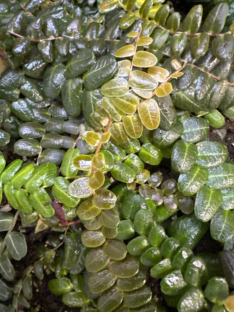 Marcgravia sp. Mendez Live Plant Cuttings - Rare Shingling Tropical Vine - Image 6