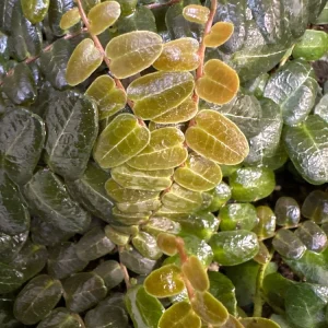 Marcgravia sp. Mendez Live Plant Cuttings - Rare Shingling Tropical Vine - Image 1