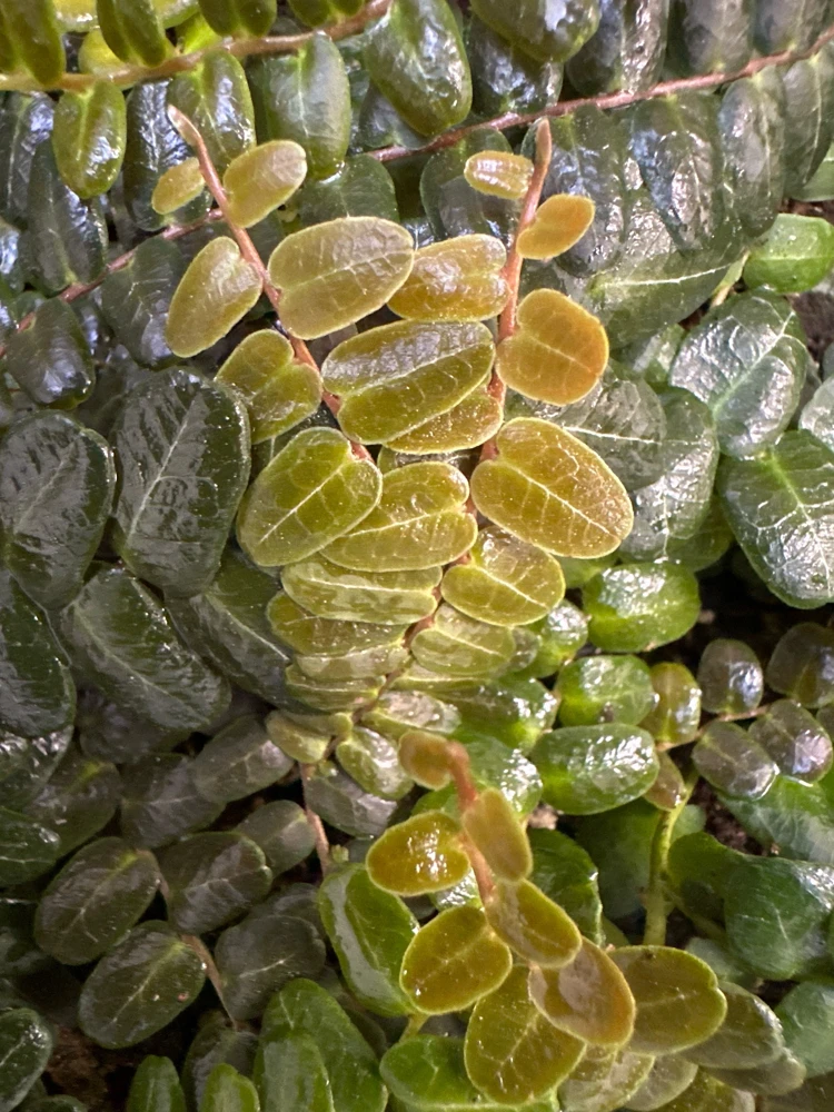 Marcgravia sp. Mendez Live Plant Cuttings - Rare Shingling Tropical Vine - Image 1