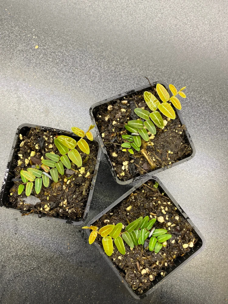 Marcgravia Umbellata Cutting - Shingling Tropical Vine Plant for Terrariums - Image 2