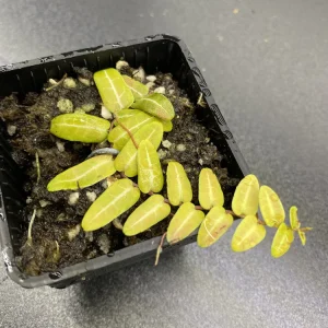 Marcgravia Umbellata Cutting - Shingling Tropical Vine Plant for Terrariums - Image 3