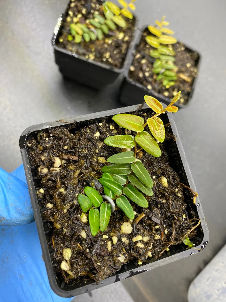 Marcgravia Umbellata Cutting - Shingling Tropical Vine Plant for Terrariums - Image 4
