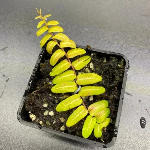 Marcgravia Umbellata Cutting - Shingling Tropical Vine Plant for Terrariums - Image 6