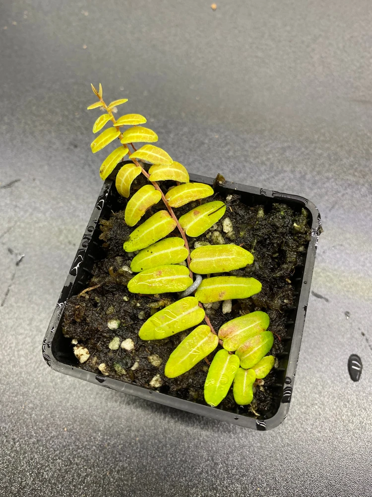 Marcgravia Umbellata Cutting - Shingling Tropical Vine Plant for Terrariums - Image 6