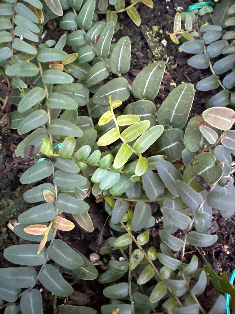 Marcgravia Umbellata Cutting - Shingling Tropical Vine Plant for Terrariums - Image 7