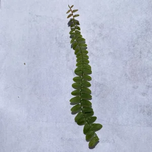 Marcgravia Umbellata Cutting - Shingling Tropical Vine Plant for Terrariums - Image 8