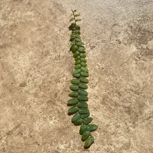 Marcgravia Umbellata Cutting - Shingling Tropical Vine Plant for Terrariums - Image 9