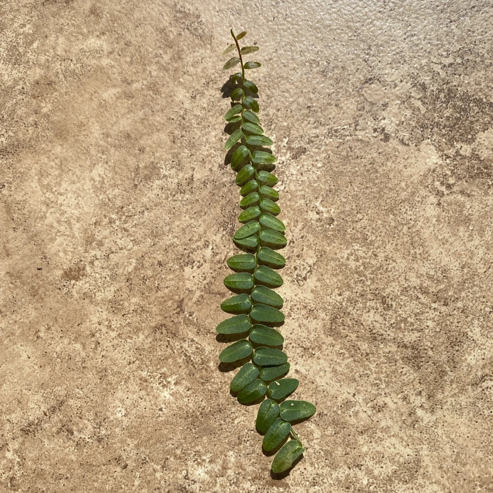 Marcgravia Umbellata Cutting - Shingling Tropical Vine Plant for Terrariums - Image 9