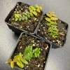 Marcgravia Umbellata Cutting - Shingling Tropical Vine Plant for Terrariums - Image 1