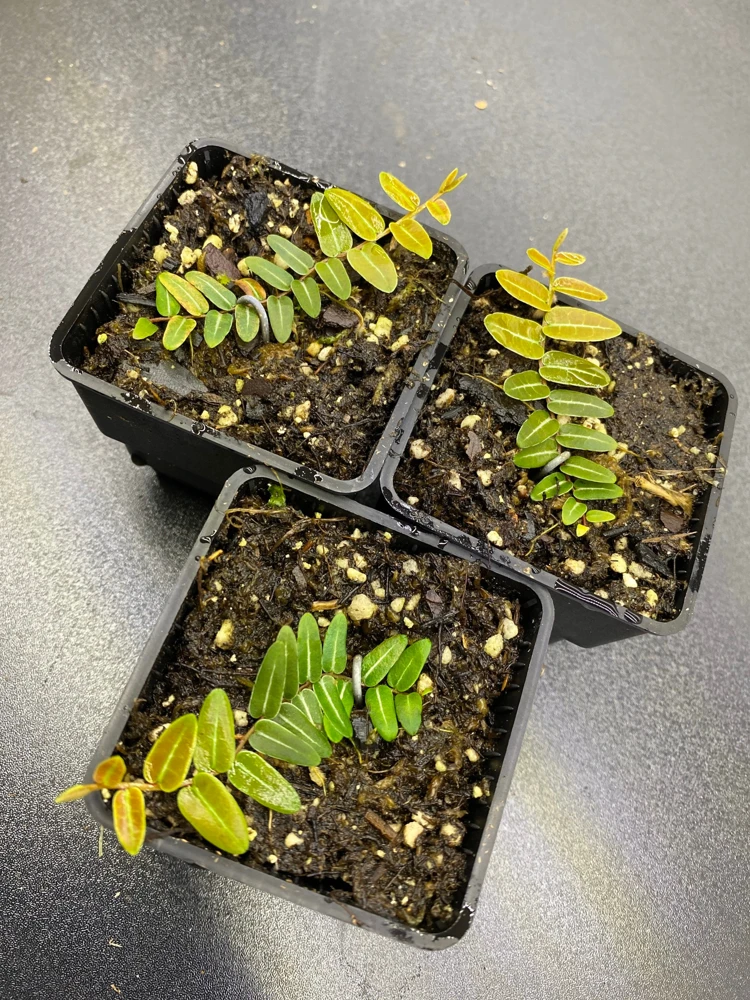 Marcgravia Umbellata Cutting - Shingling Tropical Vine Plant for Terrariums - Image 1