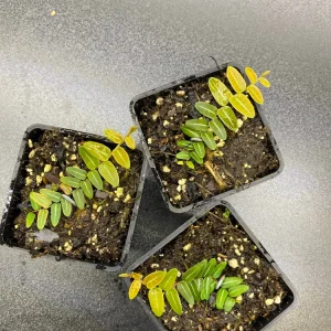 Marcgravia Umbellata Cutting - Shingling Vine Live Plant for Terrariums - Image 2