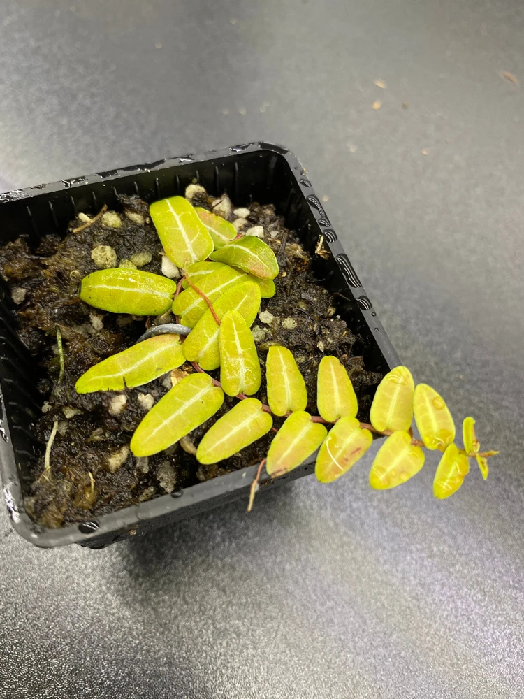 Marcgravia Umbellata Cutting - Shingling Vine Live Plant for Terrariums - Image 3