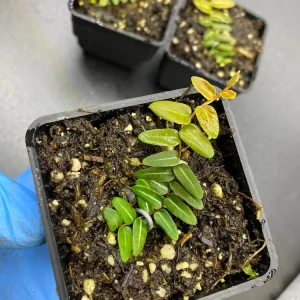 Marcgravia Umbellata Cutting - Shingling Vine Live Plant for Terrariums - Image 4