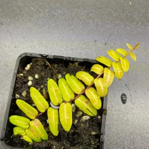 Marcgravia Umbellata Cutting - Shingling Vine Live Plant for Terrariums - Image 5