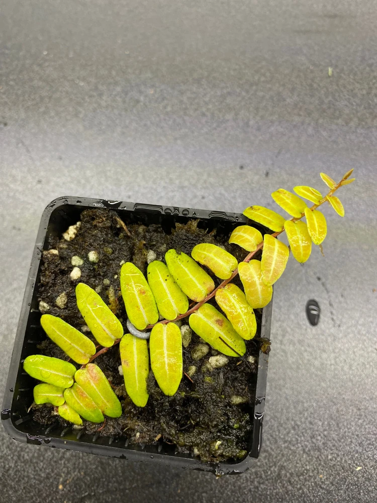 Marcgravia Umbellata Cutting - Shingling Vine Live Plant for Terrariums - Image 5