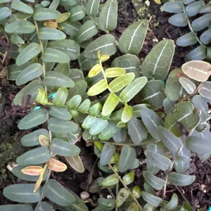 Marcgravia Umbellata Cutting - Shingling Vine Live Plant for Terrariums - Image 7