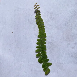Marcgravia Umbellata Cutting - Shingling Vine Live Plant for Terrariums - Image 8
