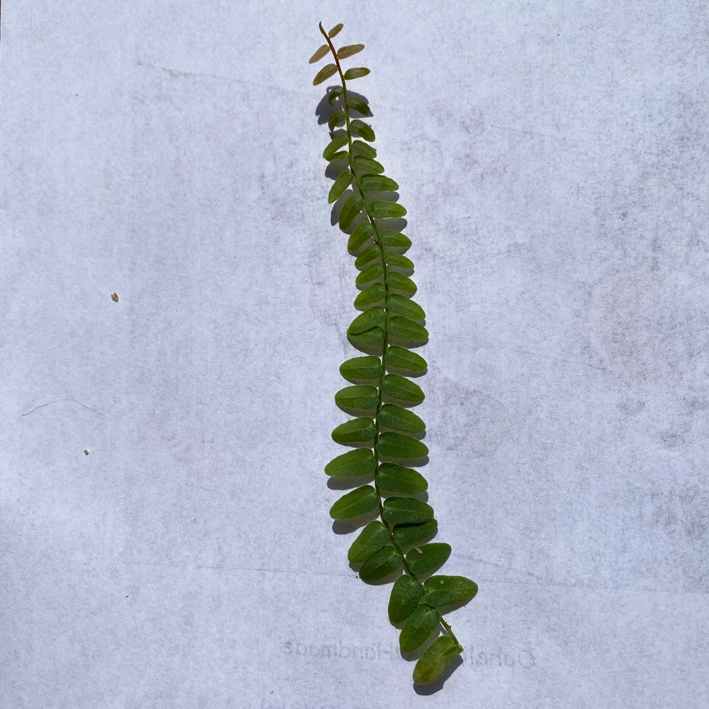 Marcgravia Umbellata Cutting - Shingling Vine Live Plant for Terrariums - Image 8
