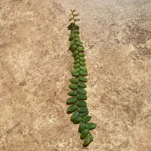 Marcgravia Umbellata Cutting - Shingling Vine Live Plant for Terrariums - Image 9
