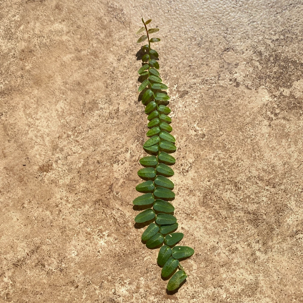 Marcgravia Umbellata Cutting - Shingling Vine Live Plant for Terrariums - Image 9