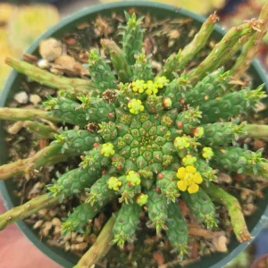 Medusa's Head Succulent Plant - Rare Euphorbia flanaganii - 4 inch Pot Live - Image 2