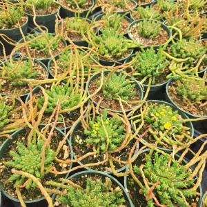 Medusa's Head Succulent Plant - Rare Euphorbia flanaganii - 4 inch Pot Live - Image 3