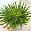 Medusa's Head Succulent Plant - Rare Euphorbia flanaganii - 4 inch Pot Live - Image 1