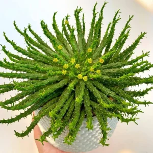 Medusa's Head Succulent Plant - Rare Euphorbia flanaganii - 4 inch Pot Live - Image 1