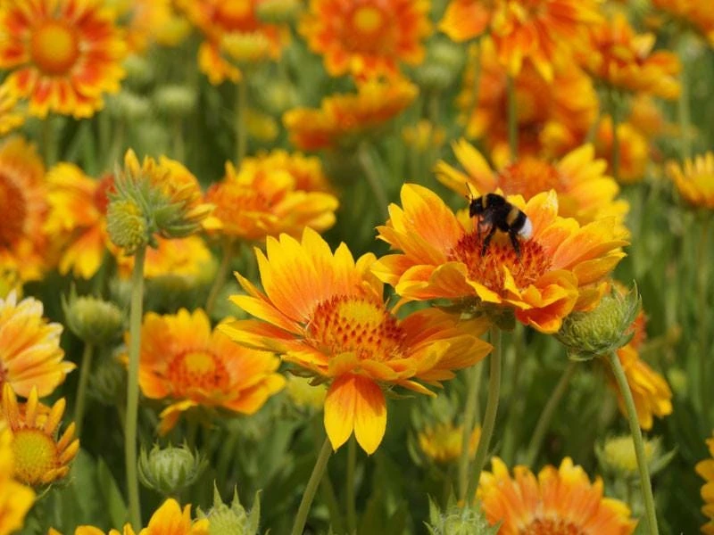 Mesa Peach Blanket Flower Live Plant - Gaillardia x grandiflora - 2.5" Pot - Image 2