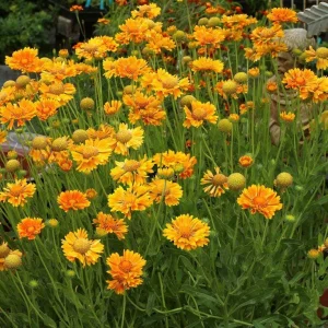 Mesa Peach Blanket Flower Live Plant - Gaillardia x grandiflora - 2.5