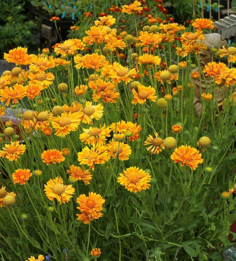Mesa Peach Blanket Flower Live Plant - Gaillardia x grandiflora - 2.5" Pot - Image 3