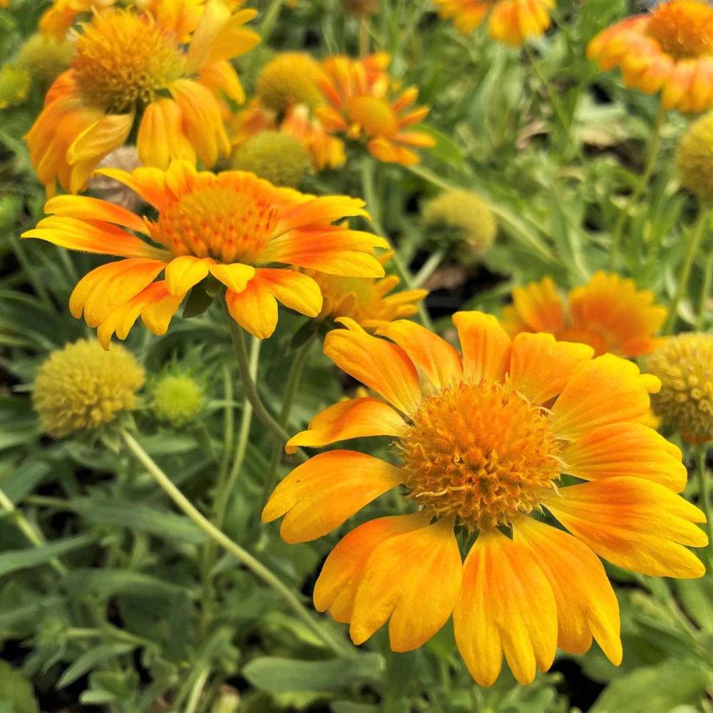 Mesa Peach Blanket Flower Live Plant - Gaillardia x grandiflora - 2.5" Pot - Image 4
