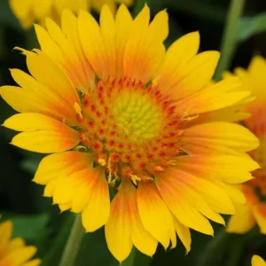 Mesa Peach Blanket Flower Live Plant - Gaillardia x grandiflora - 2.5" Pot - Image 1