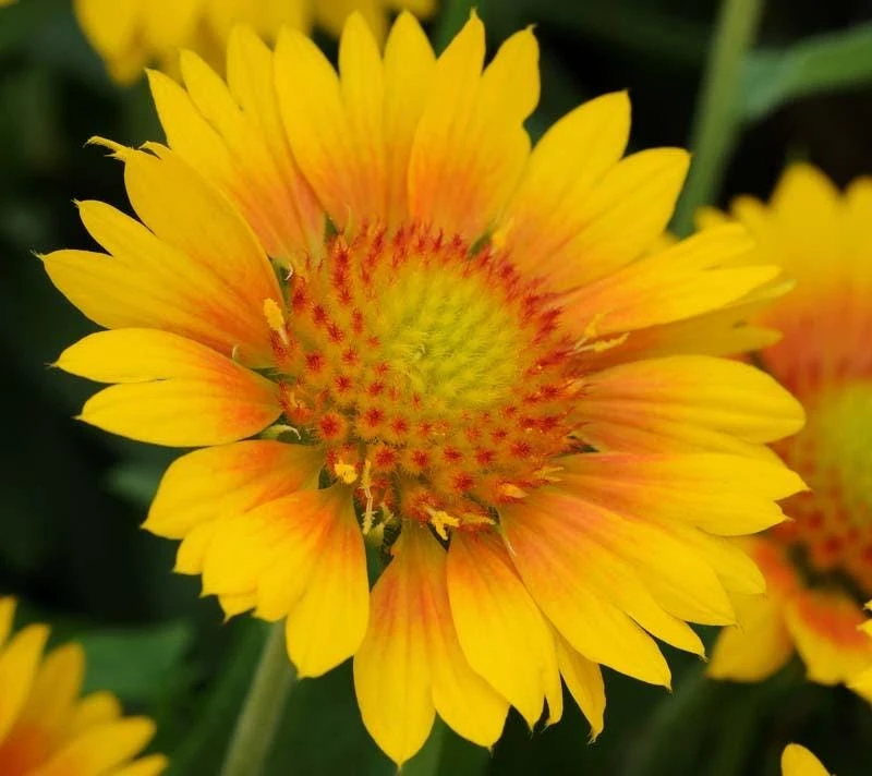 Mesa Peach Blanket Flower Live Plant - Gaillardia x grandiflora - 2.5" Pot - Image 1
