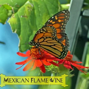 Mexican Flame Vine Live Plant - Fast Growing Orange Flowers - 3-6