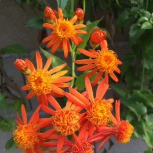 Mexican Flame Vine Live Plant - Fast Growing Orange Flowers - 3-6