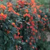 Mexican Flame Vine Live Plant - Fast Growing Orange Flowers - 3-6" Tall Starter - Image 1