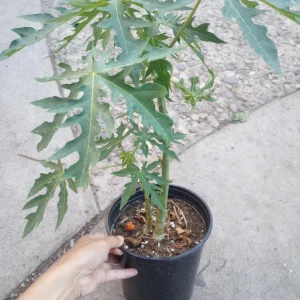 Mexican Papaya Live Plant – 1 Gallon Pot – Tropical Fruit Tree - Image 1
