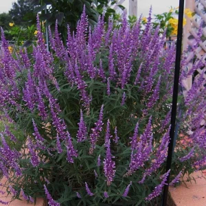 Mexican Sage 'Santa Barbara' Live Starter Plant - 2.5x3.5 inch Pot, Outdoor - Image 2