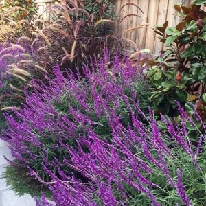 Mexican Sage 'Santa Barbara' Live Starter Plant - 2.5x3.5 inch Pot, Outdoor - Image 4