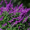 Mexican Sage 'Santa Barbara' Live Starter Plant - 2.5x3.5 inch Pot, Outdoor - Image 1