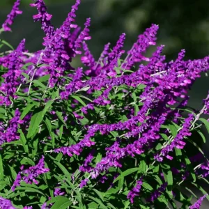 Mexican Sage 'Santa Barbara' Live Starter Plant - 2.5x3.5 inch Pot, Outdoor - Image 1