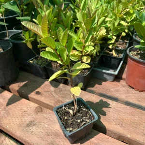 Mexican White Guava Tree Live Plant – 4 inch Pot – Sweet Tropical Fruit - Image 2